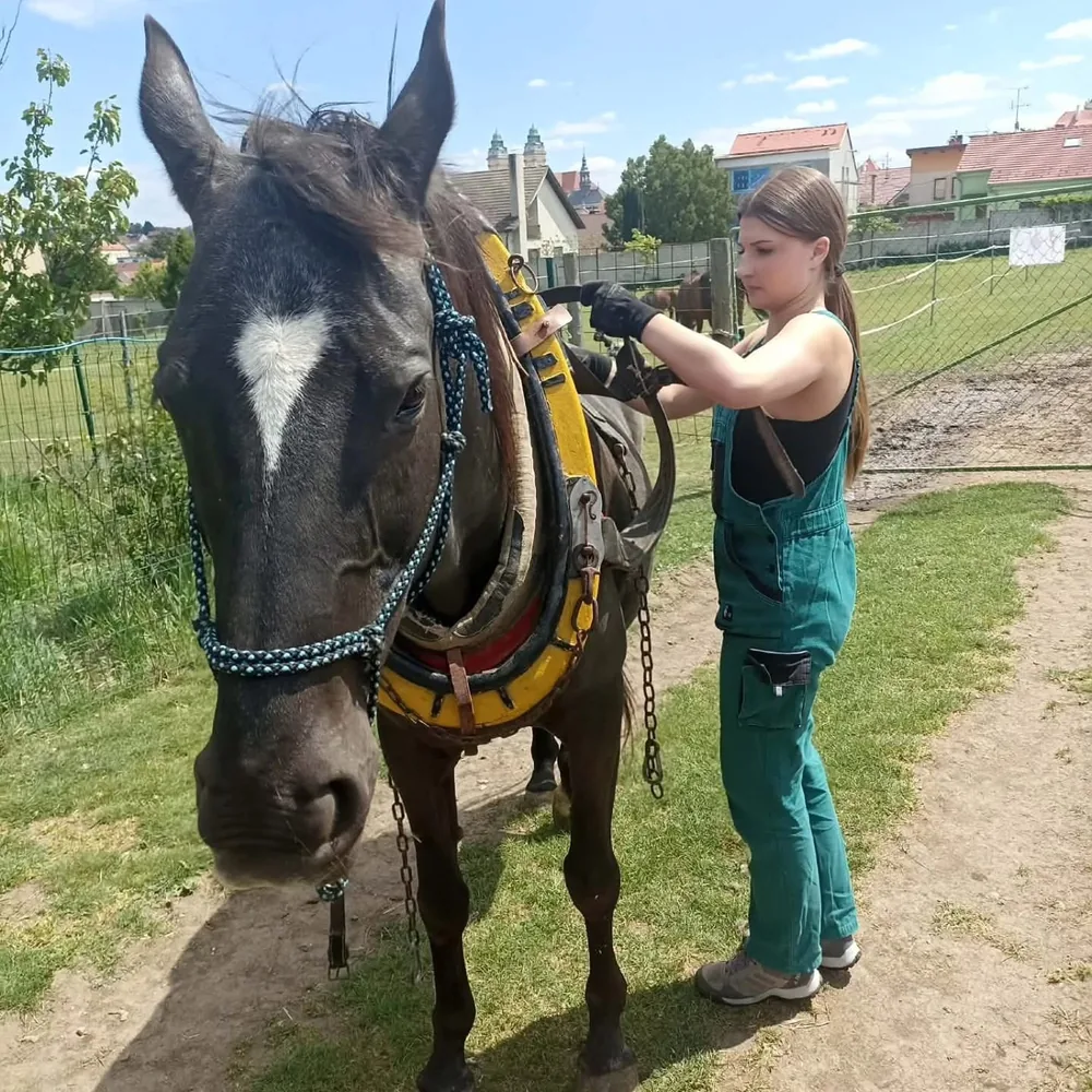 Student se při odborné praxi stará o koně